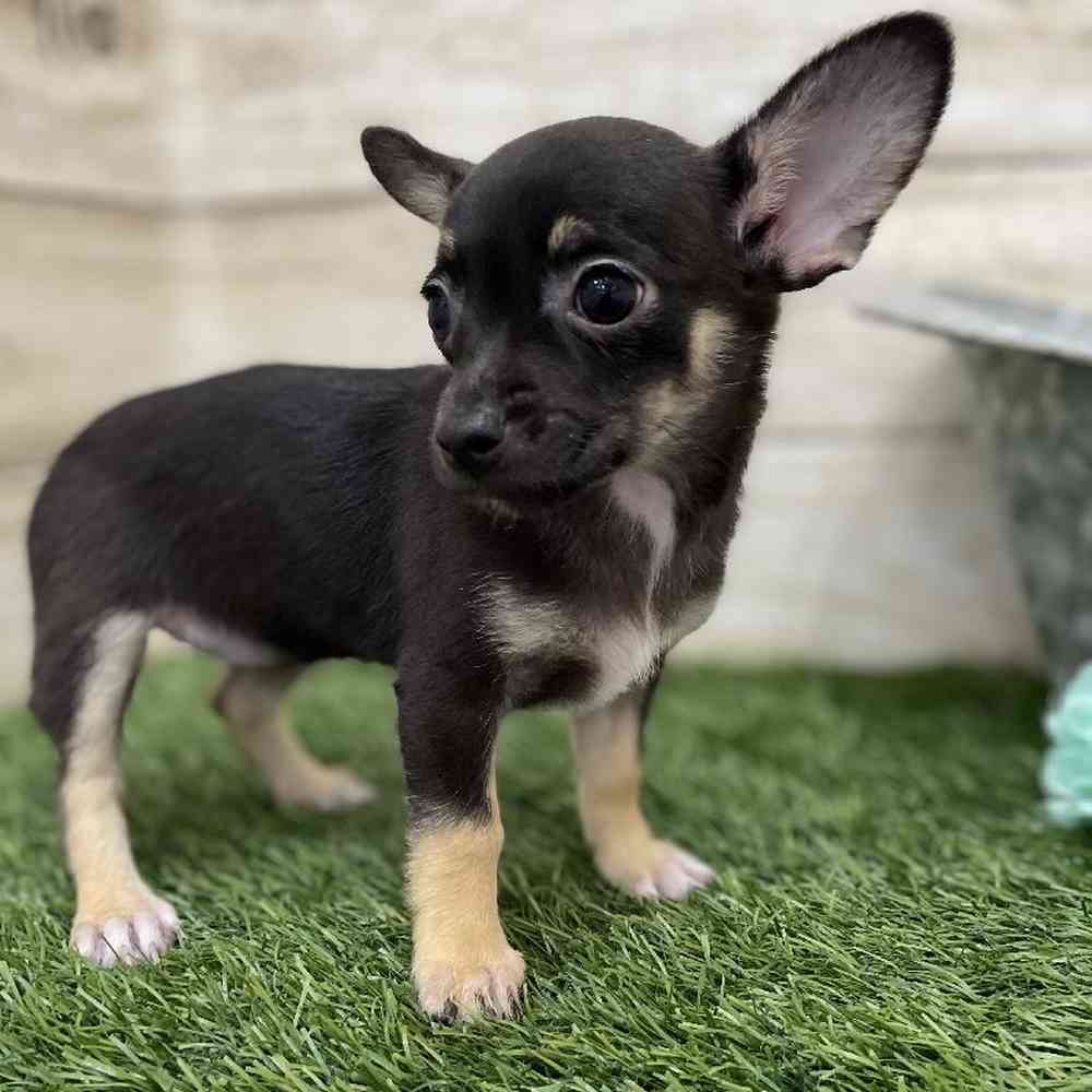 Female Chihuahua Puppy for Sale in Braintree, MA
