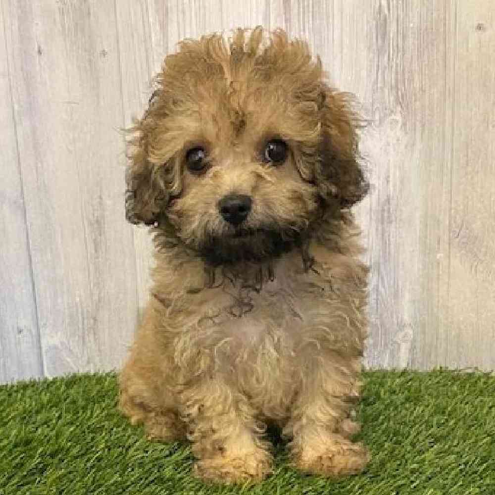 Male Cavapoo Puppy for sale