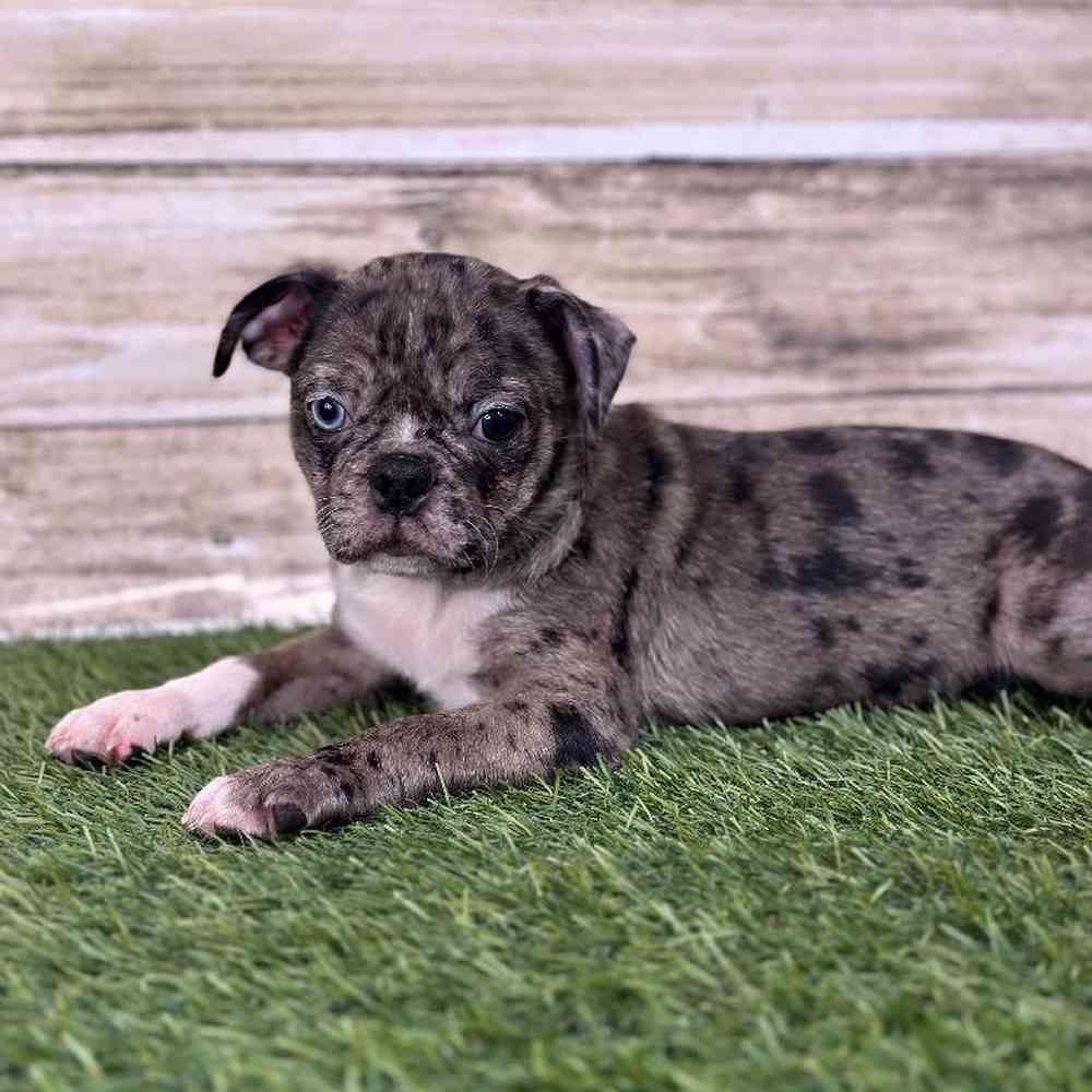 Male Bugg Puppy for Sale in Saugus, MA
