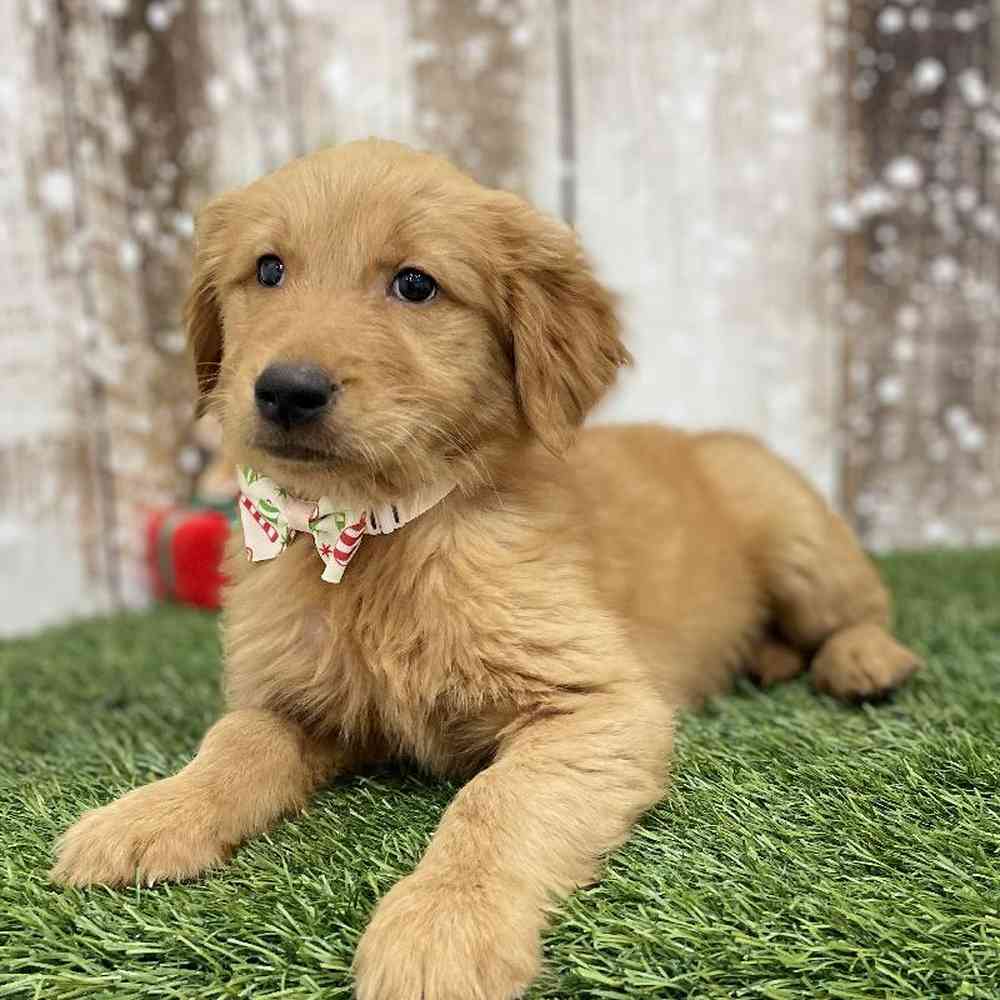 Male Golden Retriever Puppy for Sale in Braintree, MA
