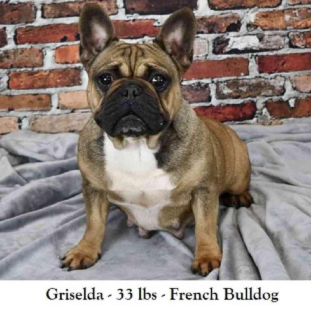 Male French Bulldog Puppy for Sale in Saugus, MA