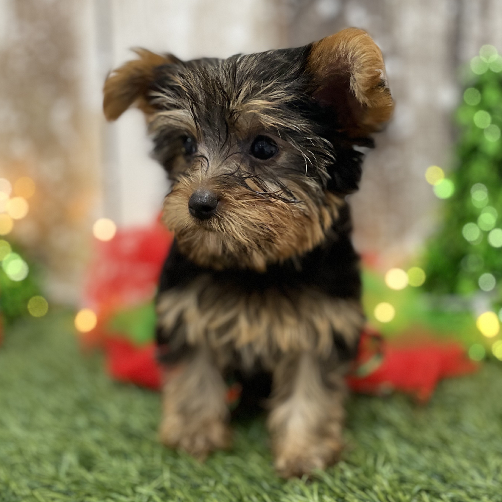 Female Yorkshire Terrier Puppy for Sale in Braintree, MA