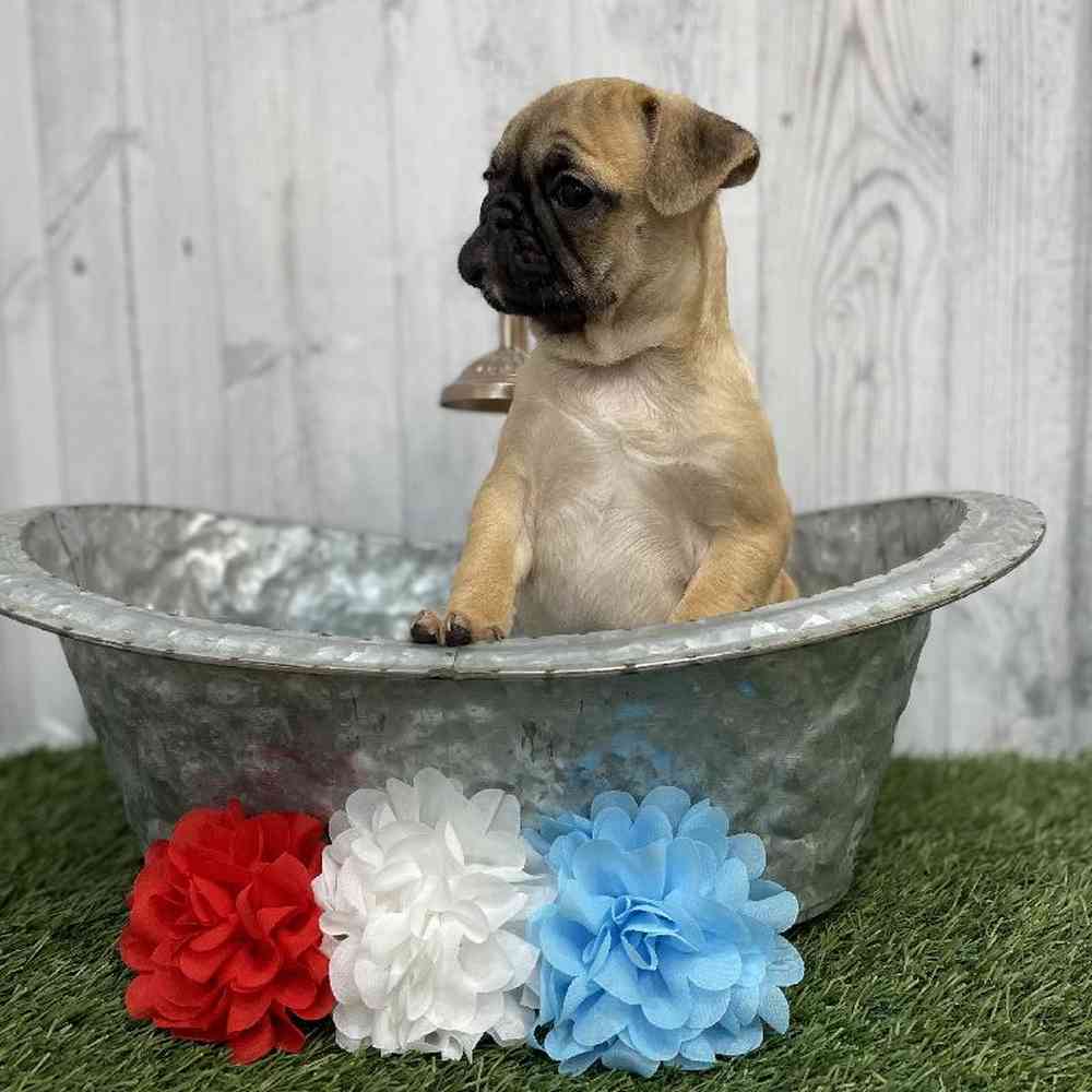 Male Frug Puppy for sale