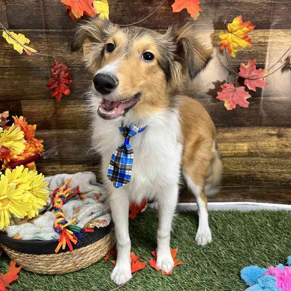 Male Shetland Sheepdog Puppy for Sale in Saugus, MA