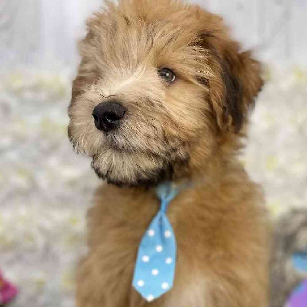 Male Soft Coated Wheaten Terrier Puppy for Sale in Braintree, MA