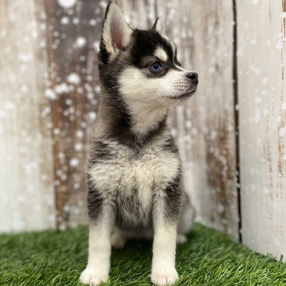 Female Alaskan Klee Kai Puppy for Sale in Braintree, MA