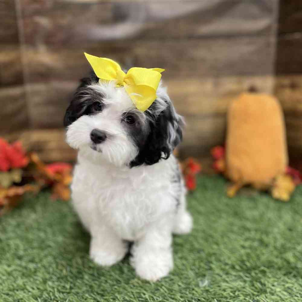 Female Lhasa-Poo Puppy for Sale in Braintree, MA