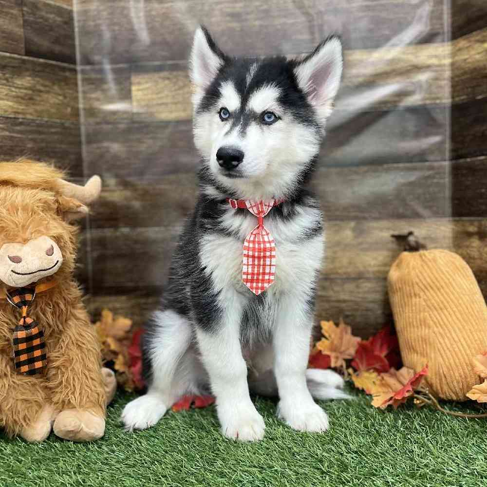 Male Siberian Husky Puppy for Sale in Braintree, MA