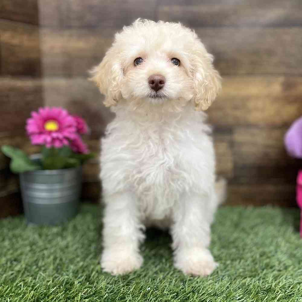 Female Cockapoo 2nd Gen Puppy for Sale in Braintree, MA