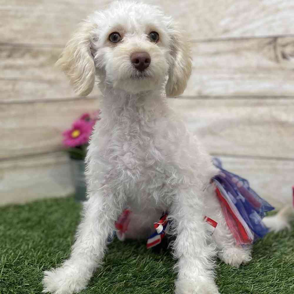 Female Cockapoo 2nd Gen Puppy for Sale in Braintree, MA