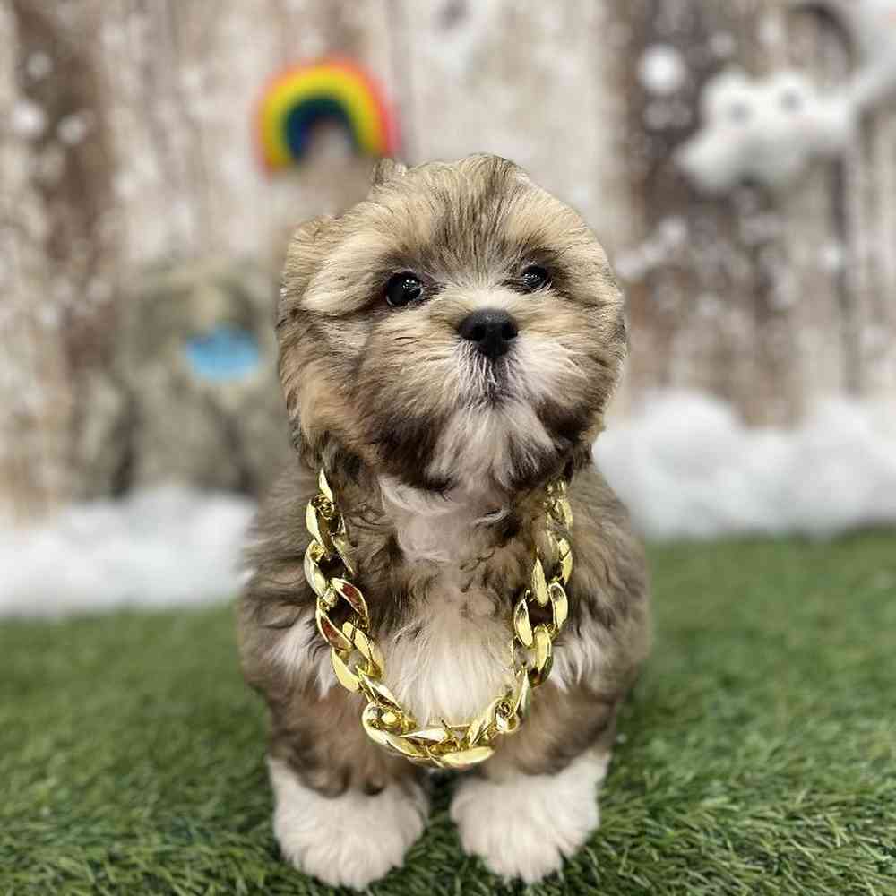 Male Lhasa Apso Puppy for Sale in Braintree, MA