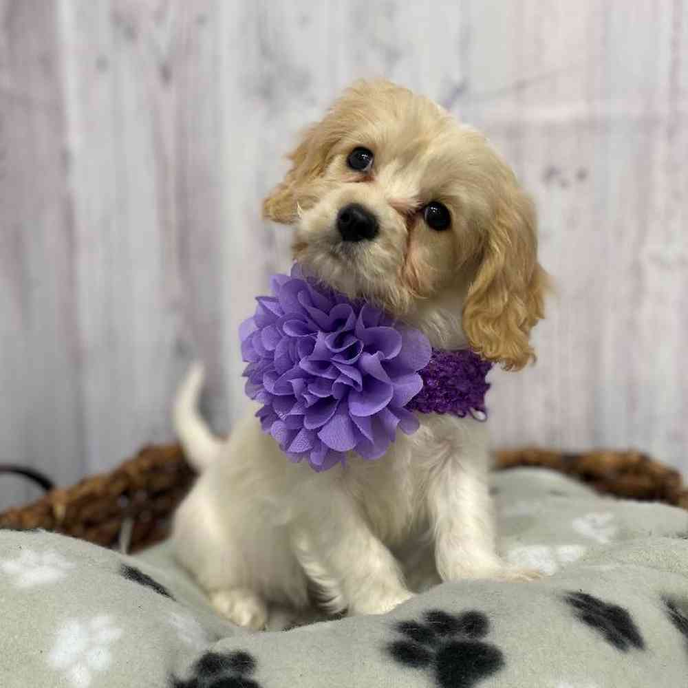 Female Cavachon Puppy for Sale in Saugus, MA