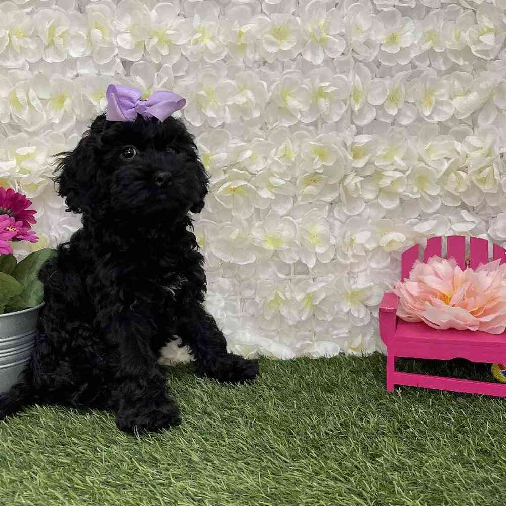 Female Cockapoo Puppy for Sale in Braintree, MA