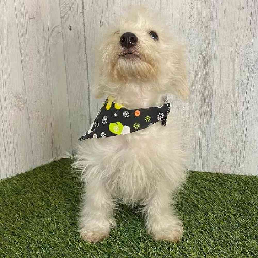 Male Wee-Chon Puppy for sale