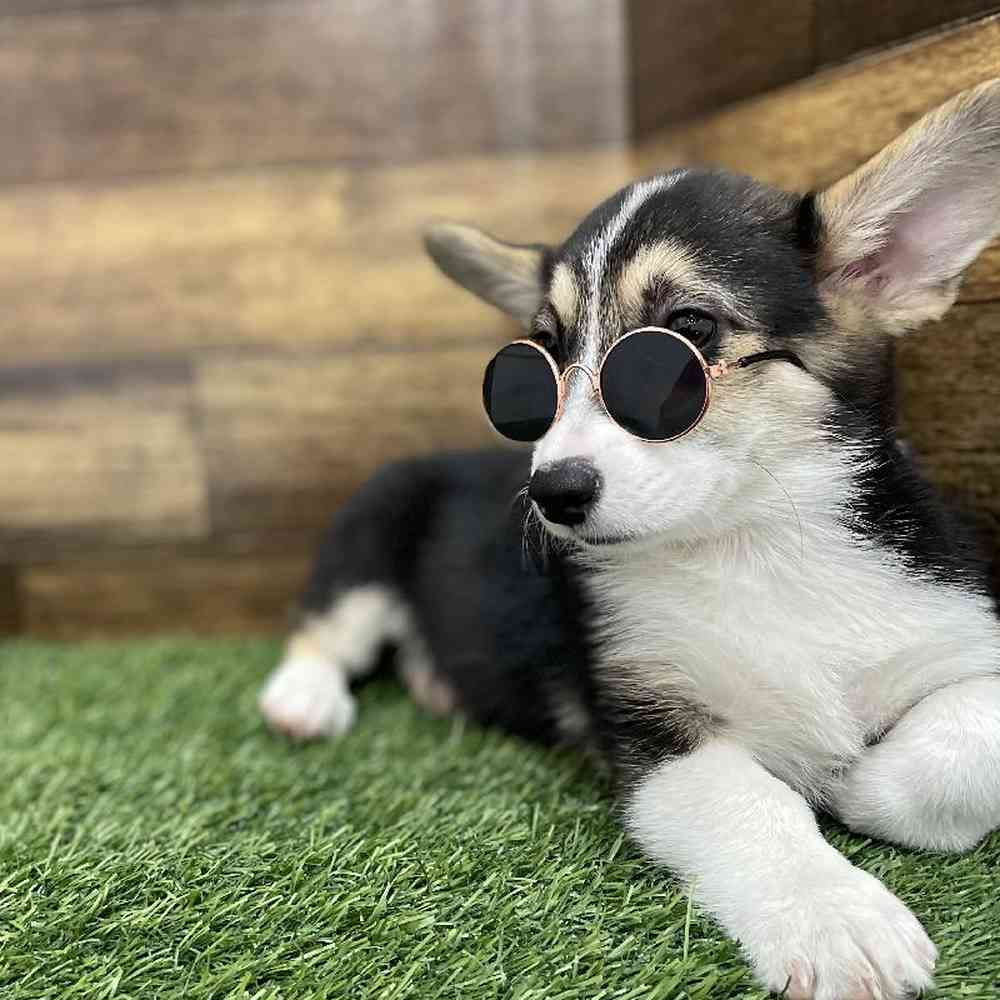 Female Pembroke Welsh Corgi Puppy for Sale in Braintree, MA