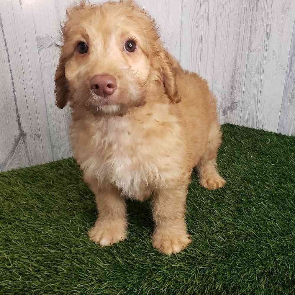 Male Mini Goldendoodle 2nd Gen Puppy for sale