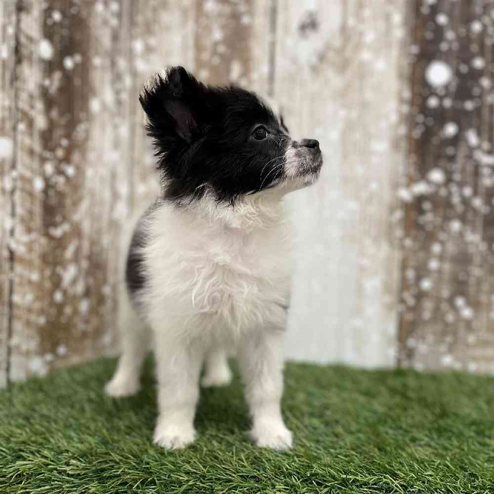 Female Papillon Puppy for Sale in Braintree, MA