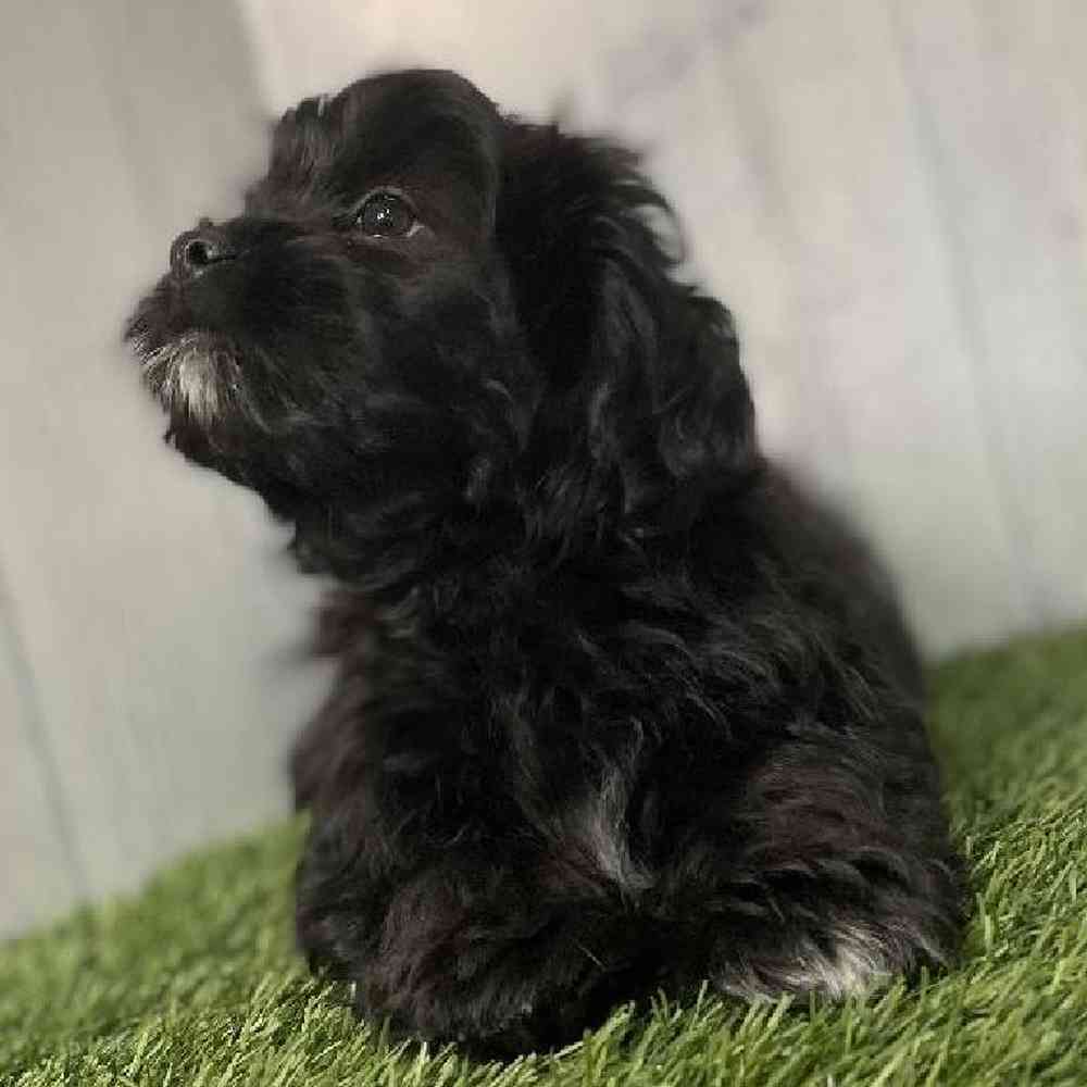 Male Shih-Poo Puppy for sale