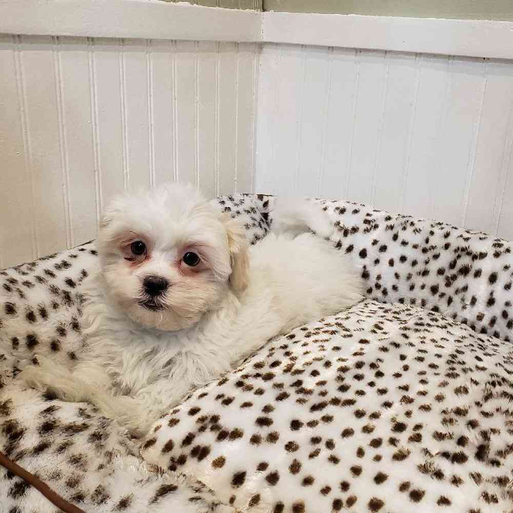 Male Shih-Poo Puppy for sale