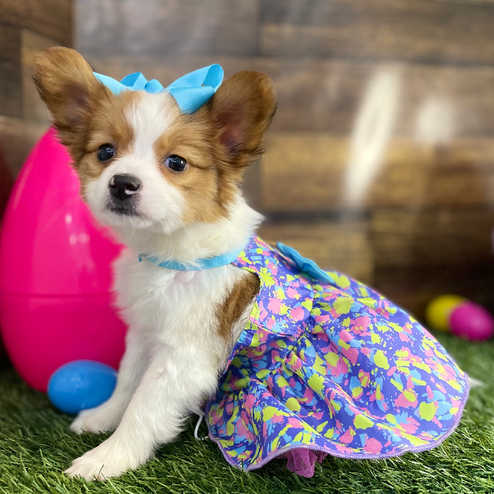 Female Papillon Puppy for Sale in Braintree, MA