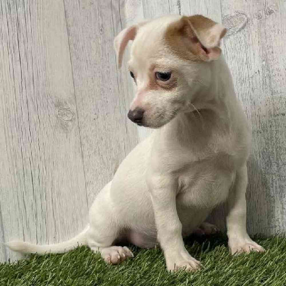 Male Chihuahua Puppy for sale