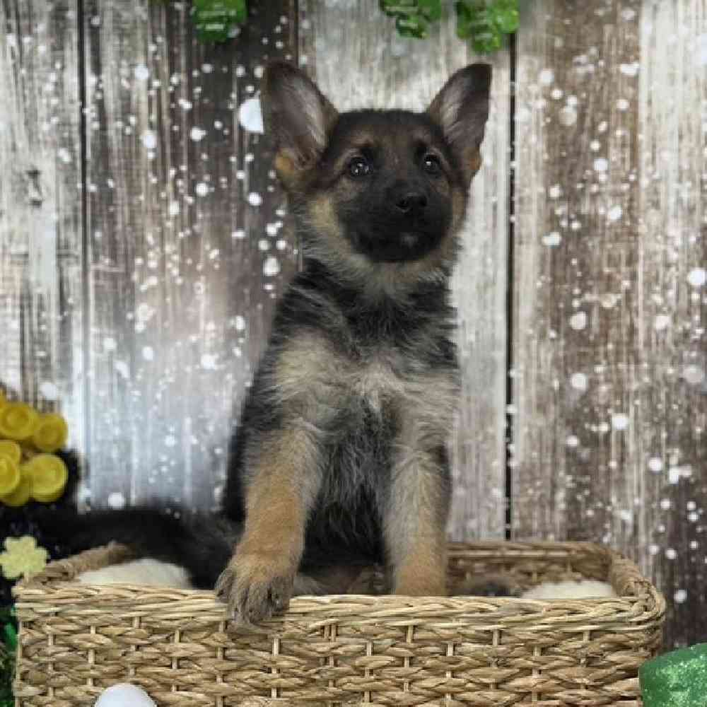 Female German Shepherd Dog Puppy for Sale in Saugus, MA
