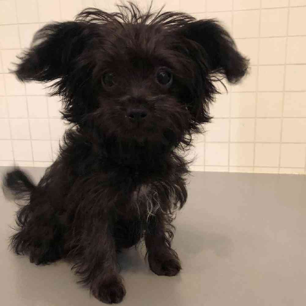 Female Chi-Poo Puppy for sale