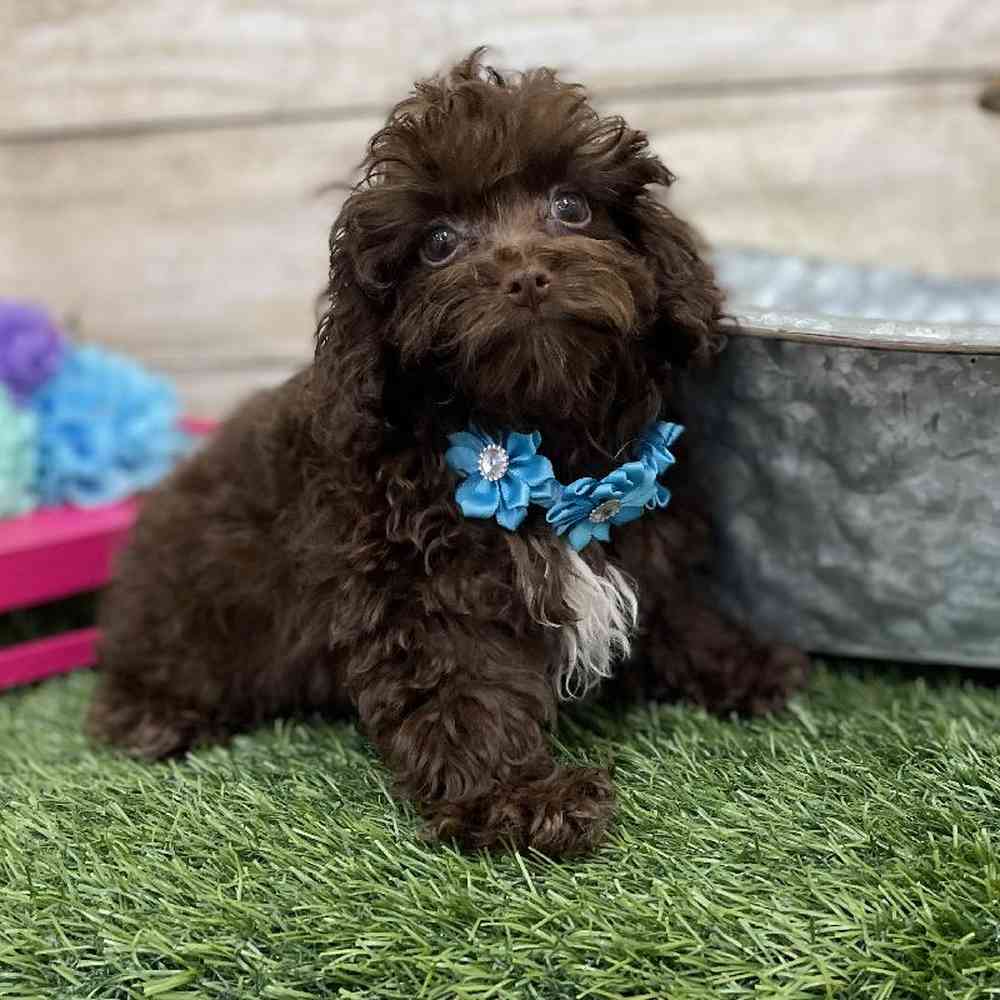 Female Cockapoo 2nd Gen Puppy for Sale in Braintree, MA