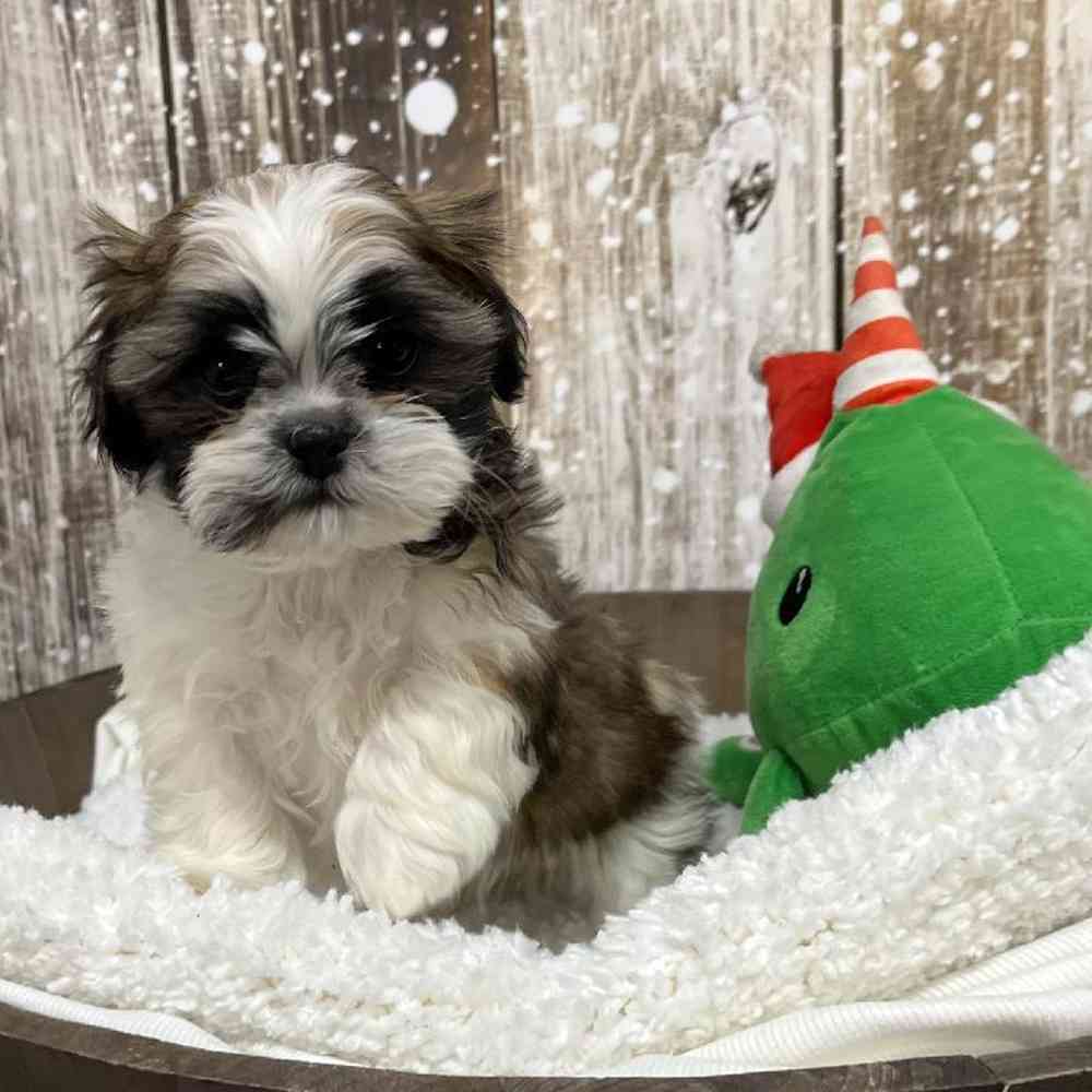 Female Shih Tzu Puppy for Sale in Saugus, MA