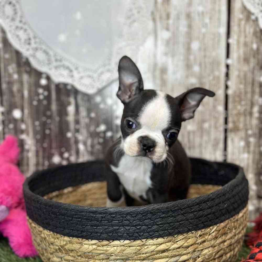 Female Boston Terrier Puppy for Sale in Saugus, MA