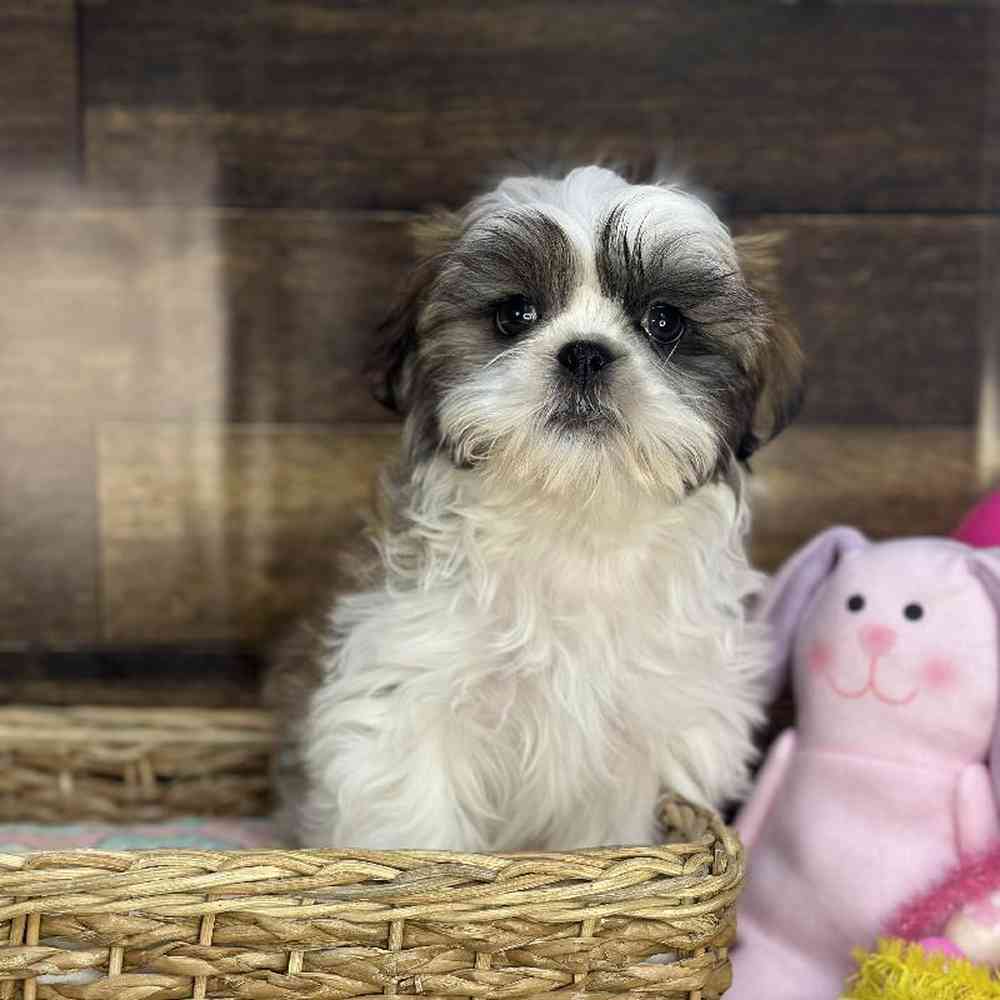 Male Shih Tzu Puppy for Sale in Saugus, MA
