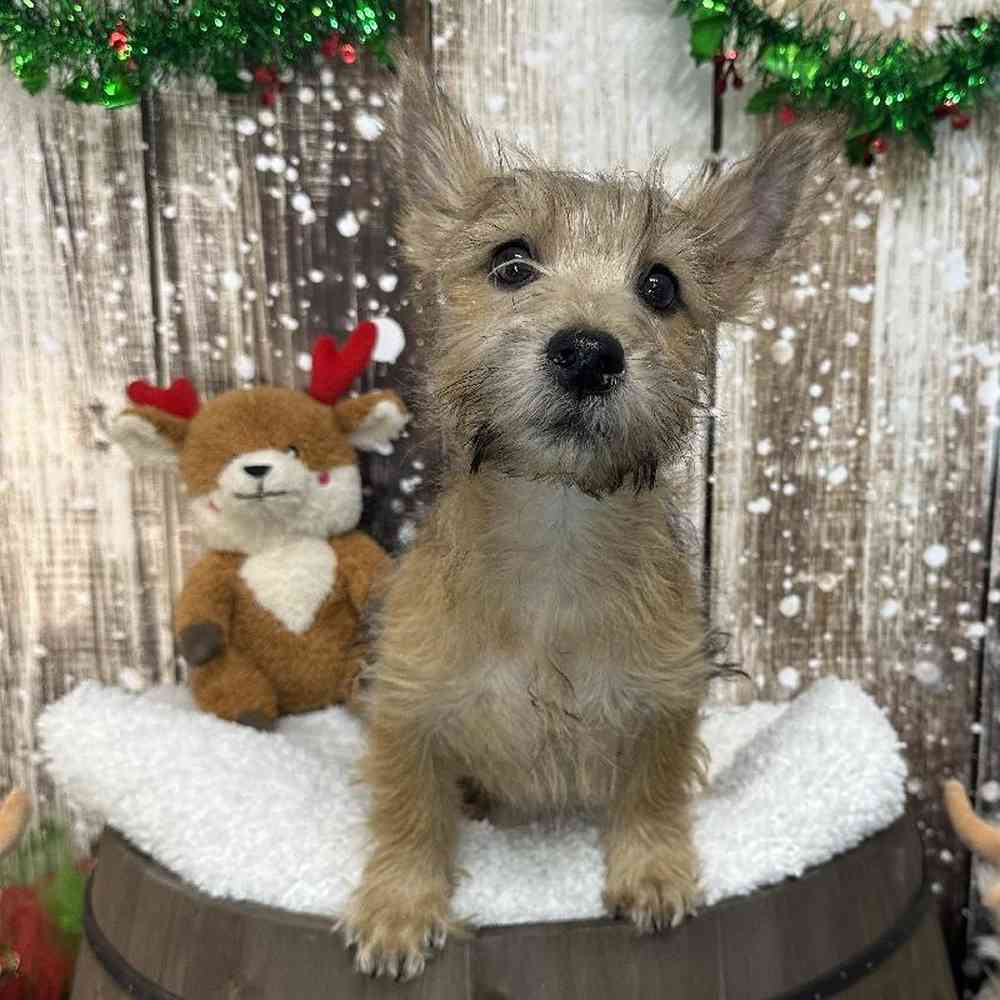 Male Cairn Terrier Puppy for Sale in Saugus, MA
