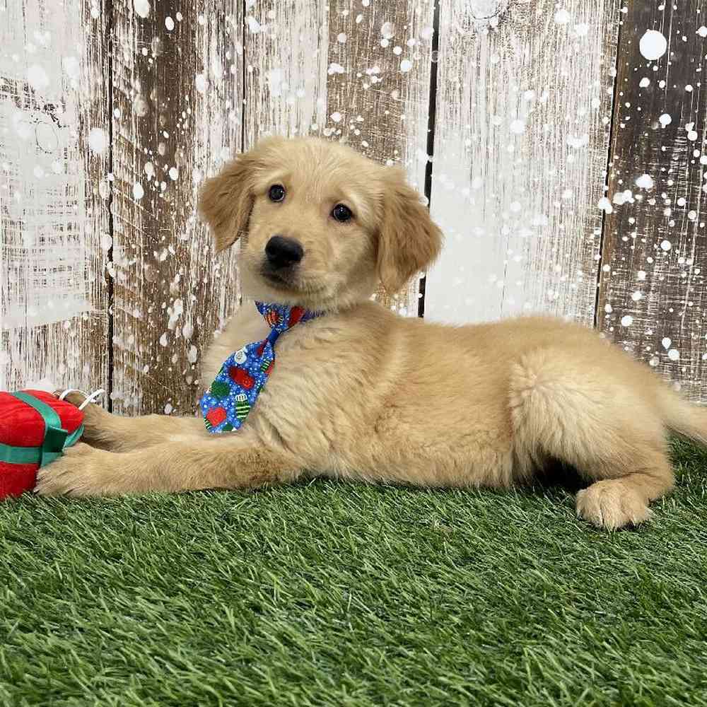 Male Golden Retriever Puppy for Sale in Braintree, MA