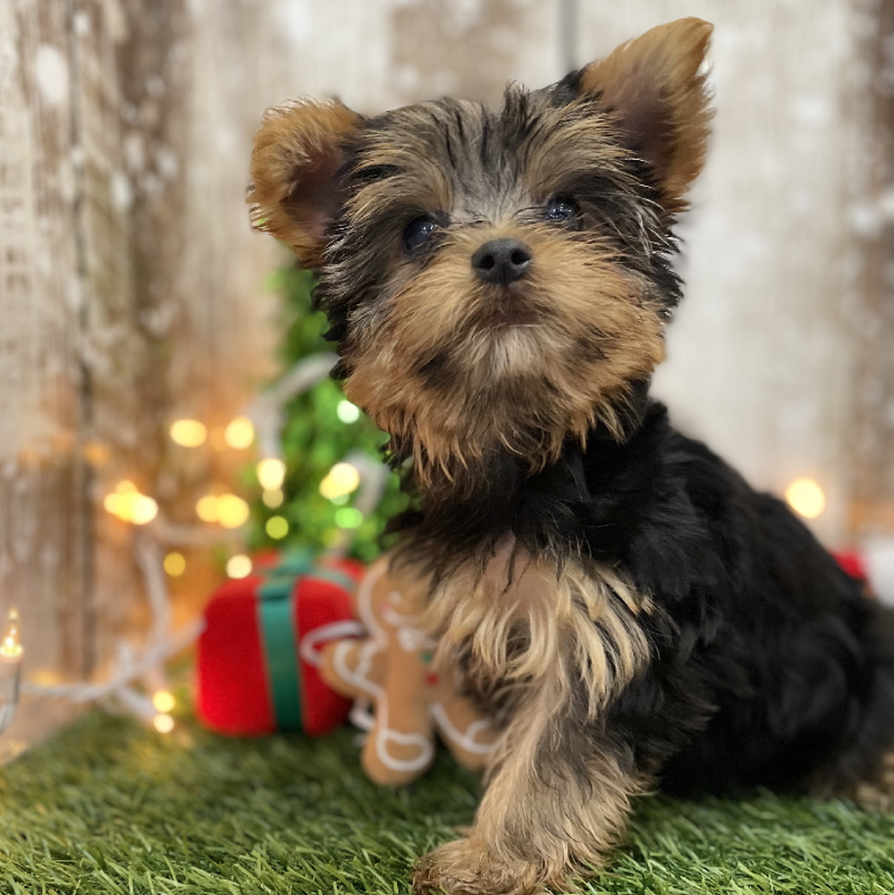 Female Yorkshire Terrier Puppy for Sale in Braintree, MA
