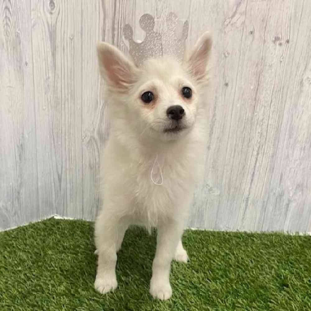 Female Pomimo Puppy for Sale in Braintree, MA