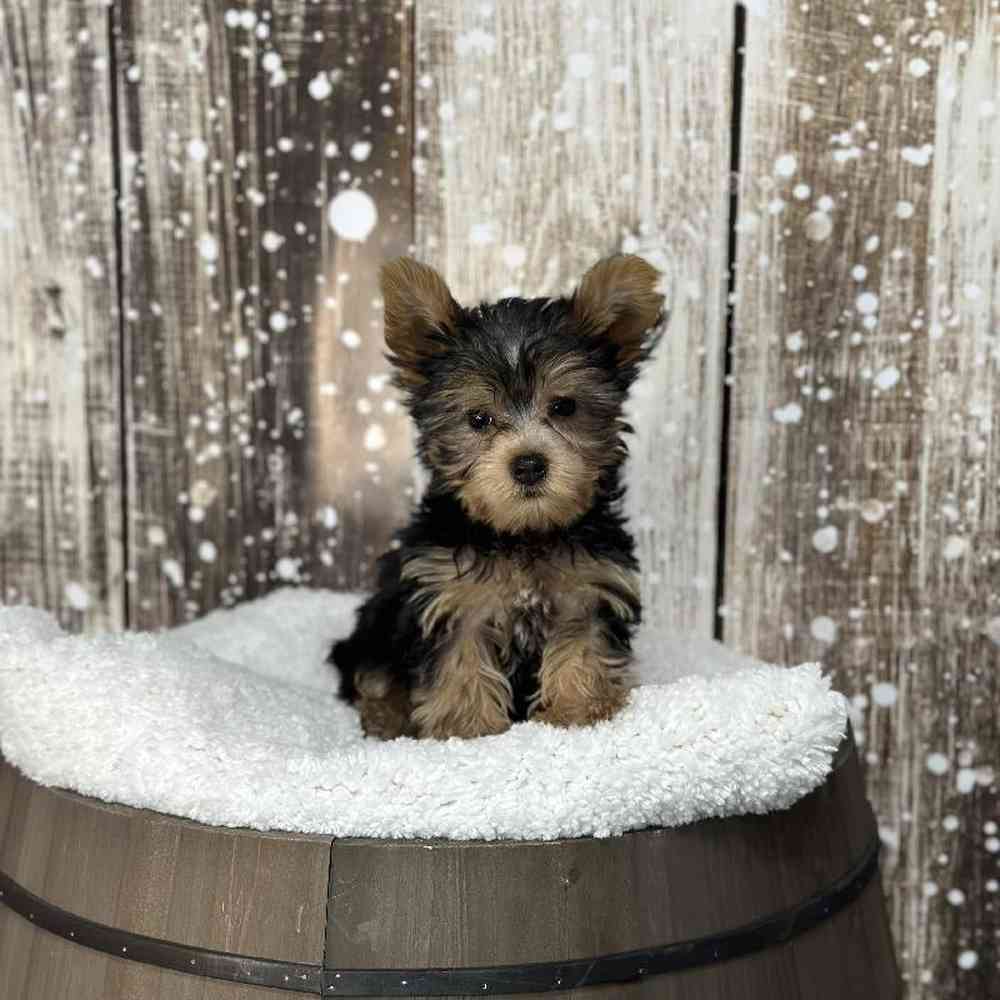 Male Yorkshire Terrier Puppy for Sale in Saugus, MA