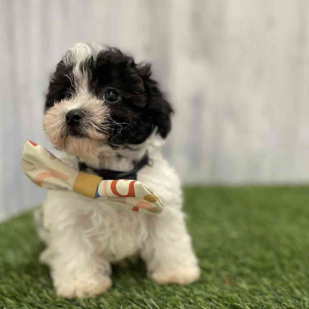 Male Bichapoo-Poodle Puppy for Sale in Braintree, MA