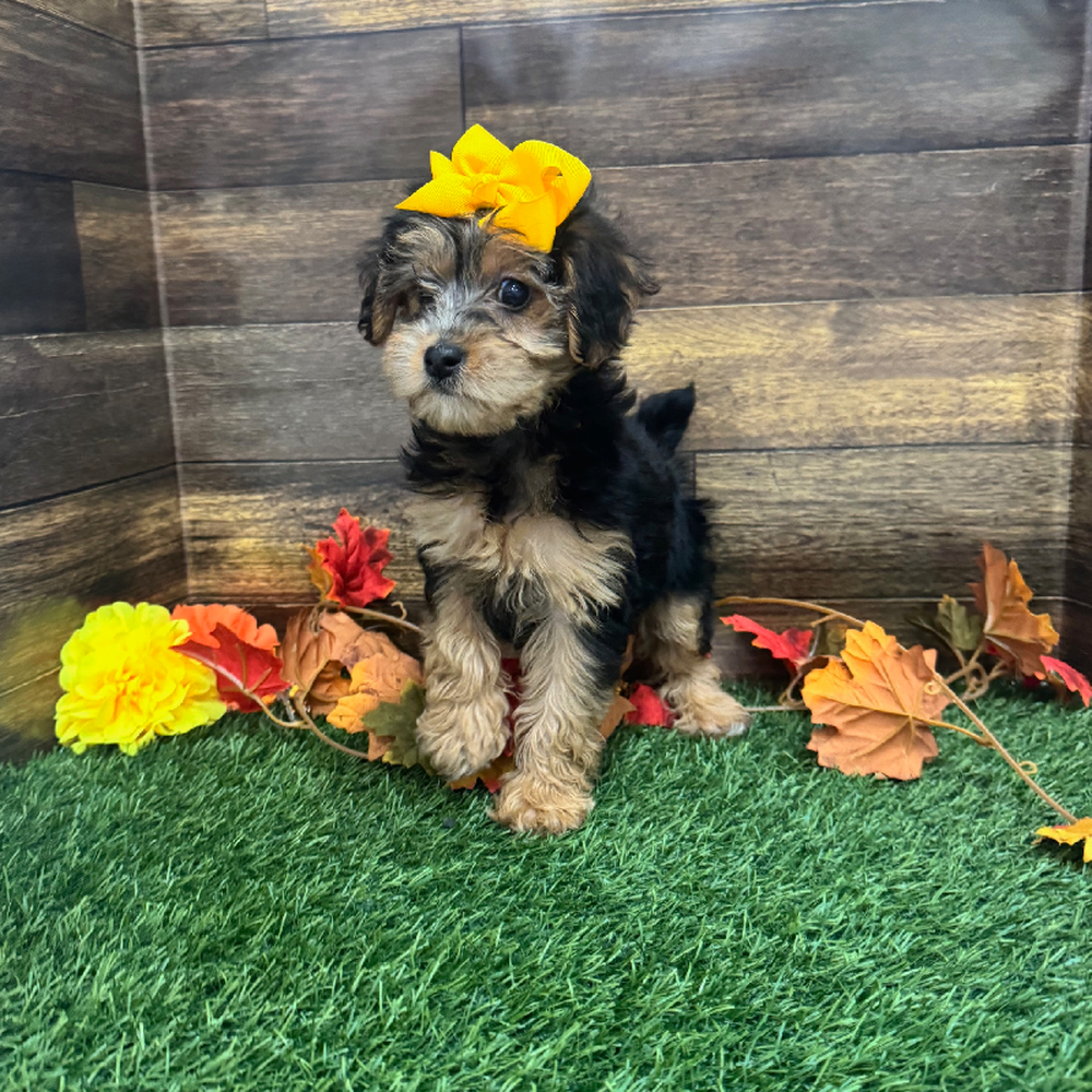 Female Yorkie-Poo Puppy for Sale in Braintree, MA