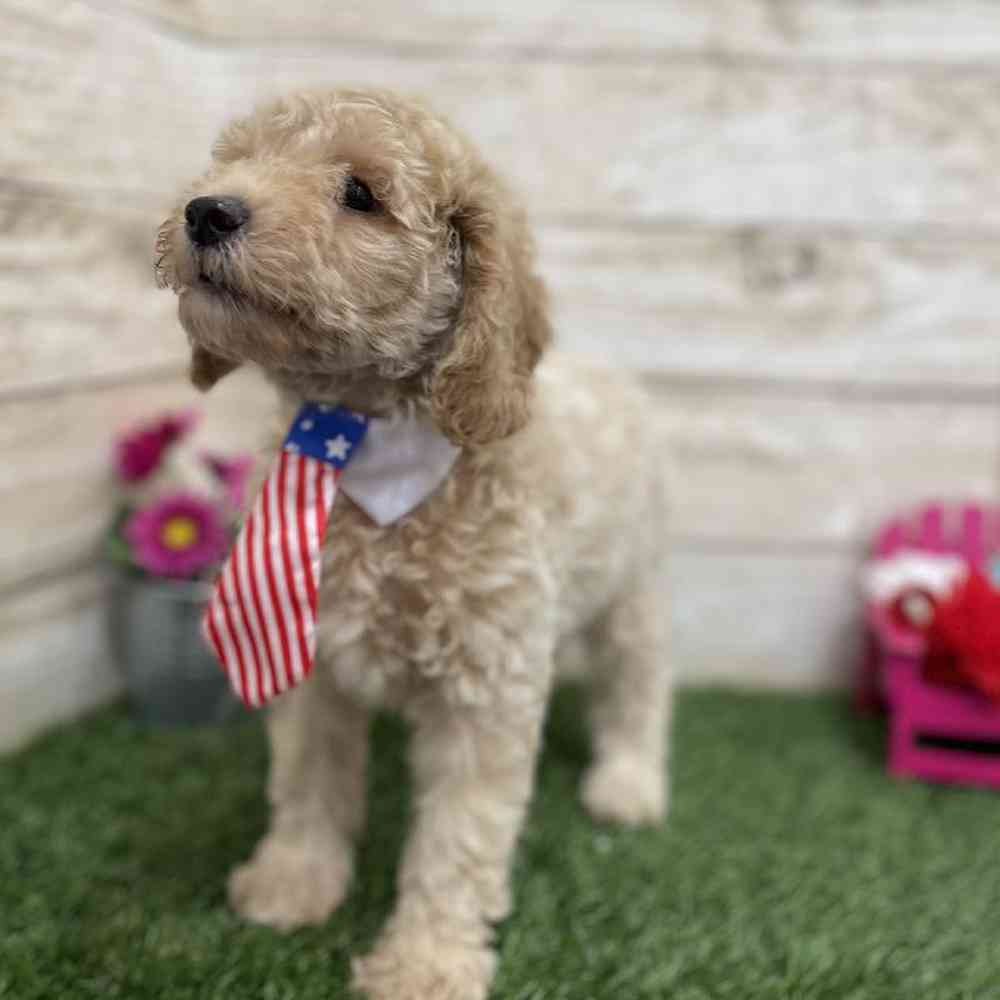 Male Mini Goldendoodle F1BB Puppy for Sale in Braintree, MA