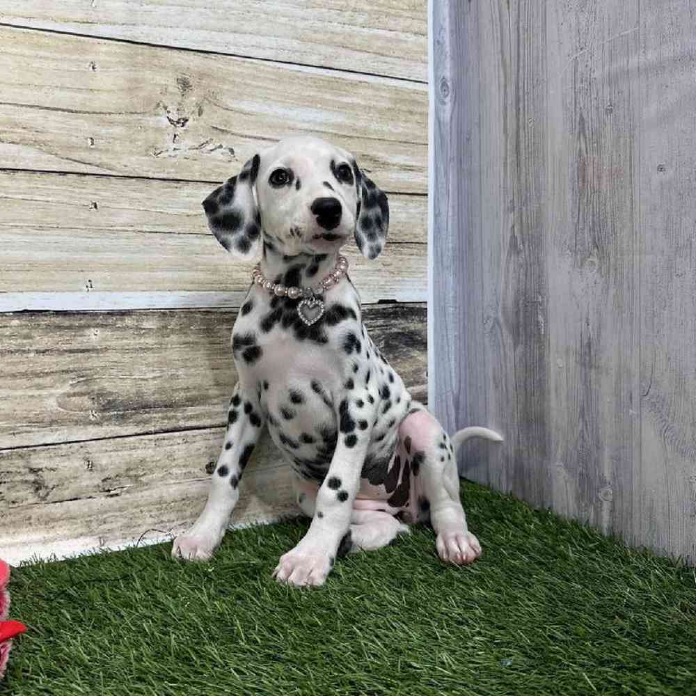 Female Dalmatian Puppy for Sale in Saugus, MA