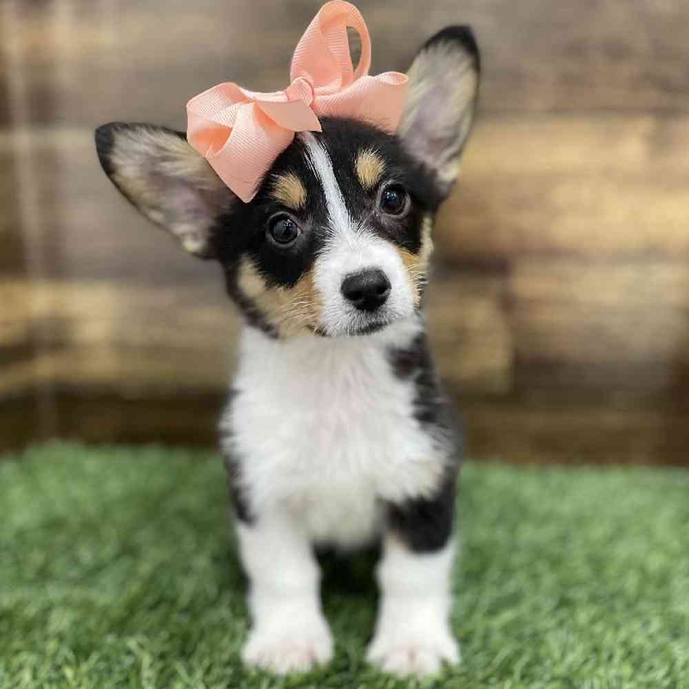 Female Pembroke Welsh Corgi Puppy for Sale in Braintree, MA
