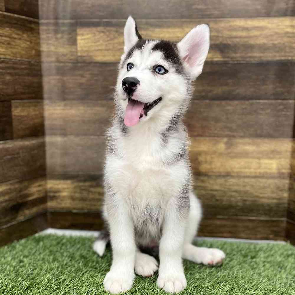 Male Huskimo Puppy for Sale in Braintree, MA