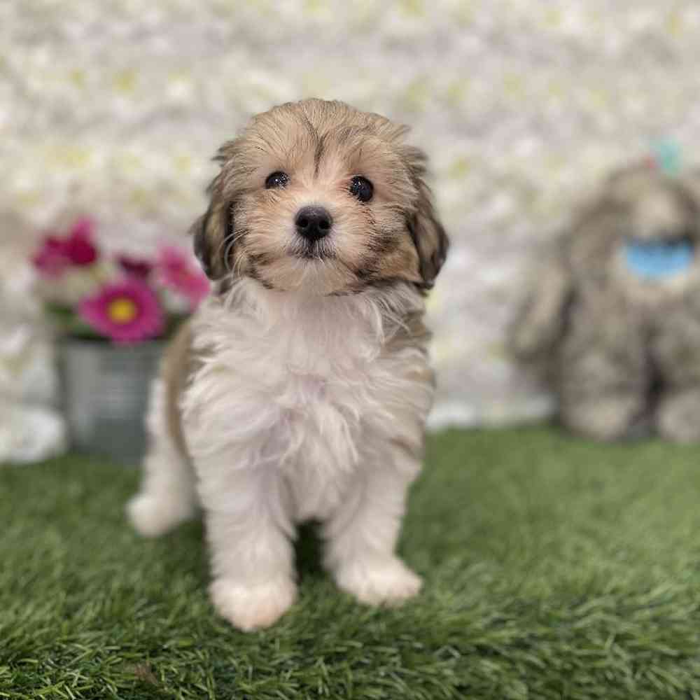 Female Hava-Chon Puppy for Sale in Braintree, MA