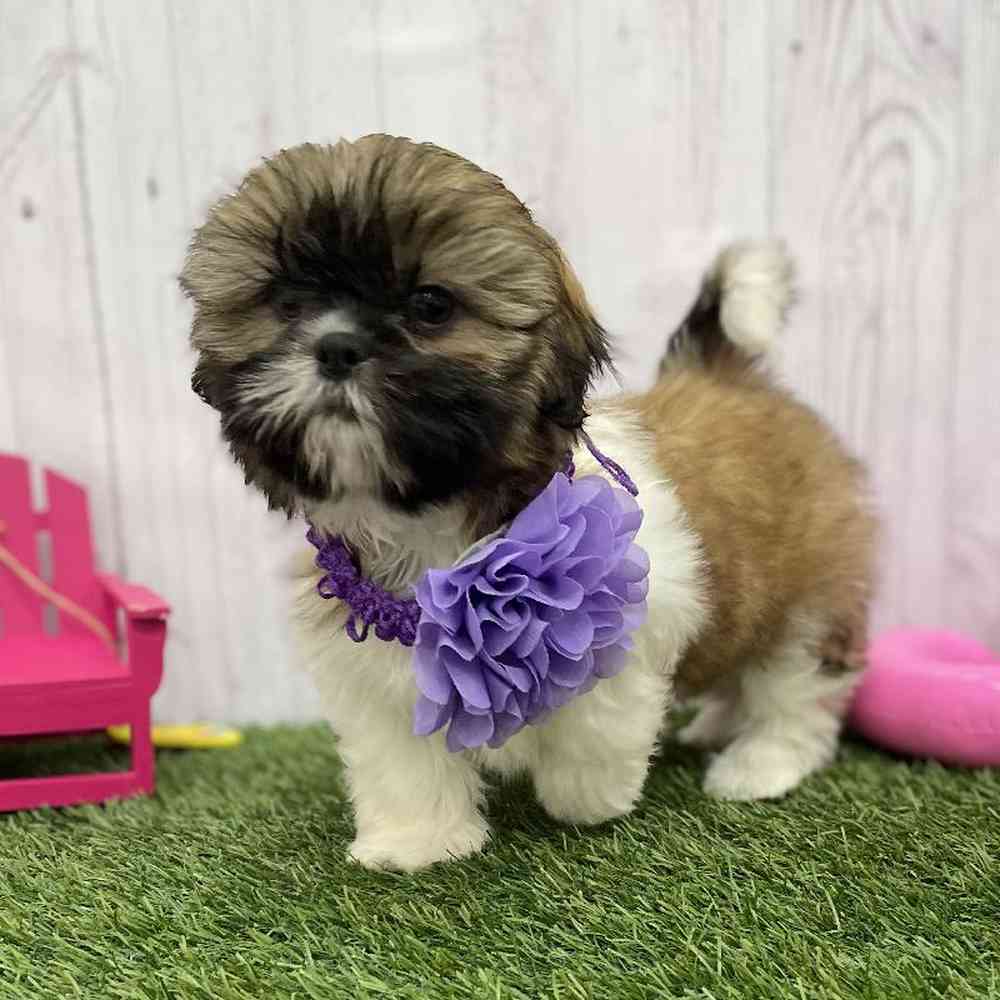 Female Shih Tzu Puppy for Sale in Braintree, MA