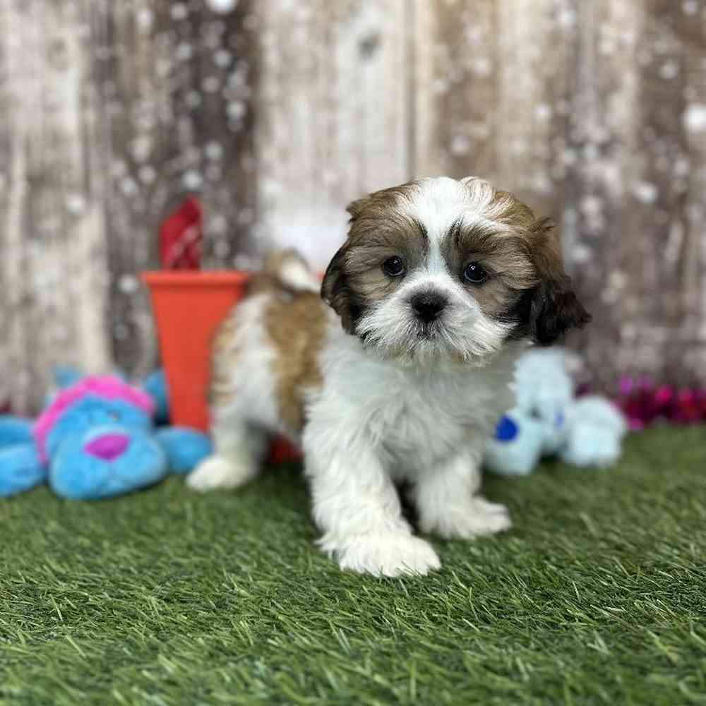 Male Shih Tzu Puppy for Sale in Saugus, MA