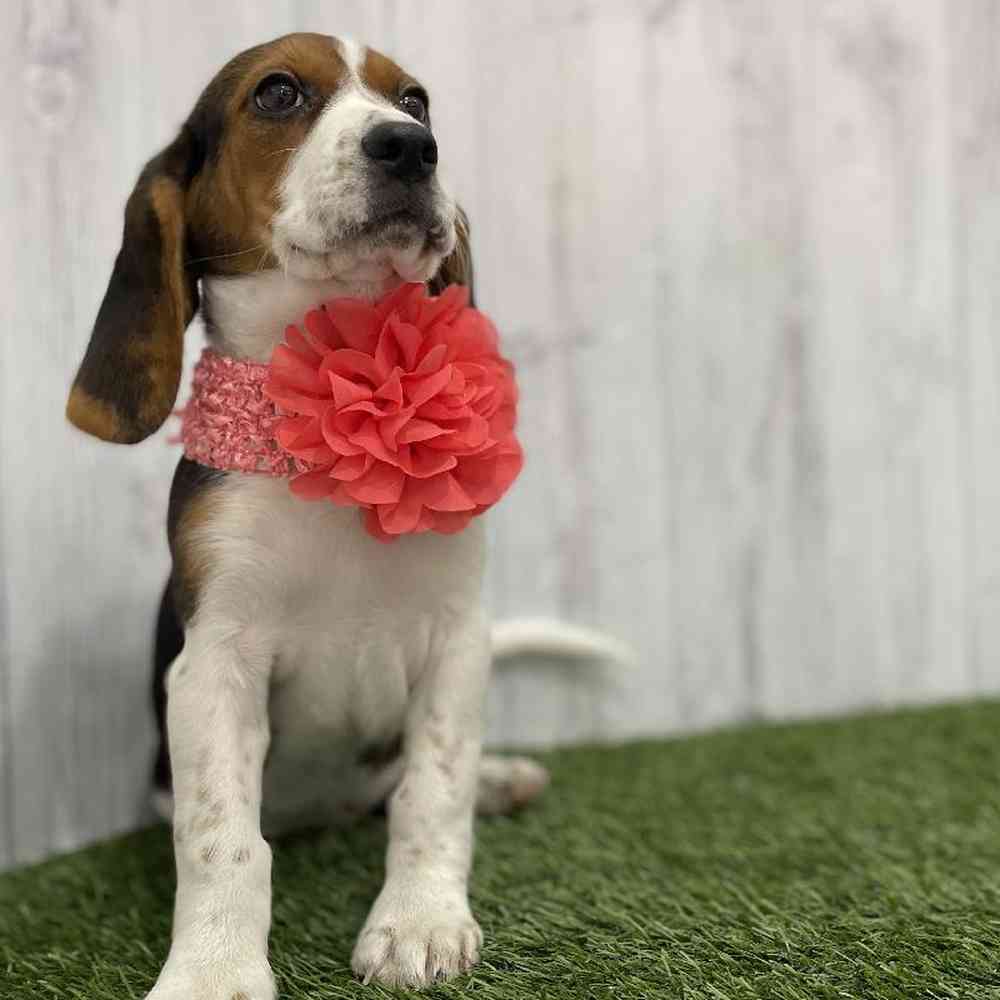 Female Beagle Puppy for Sale in Braintree, MA