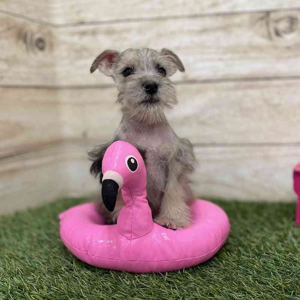 Male Miniature Schnauzer Puppy for Sale in Braintree, MA