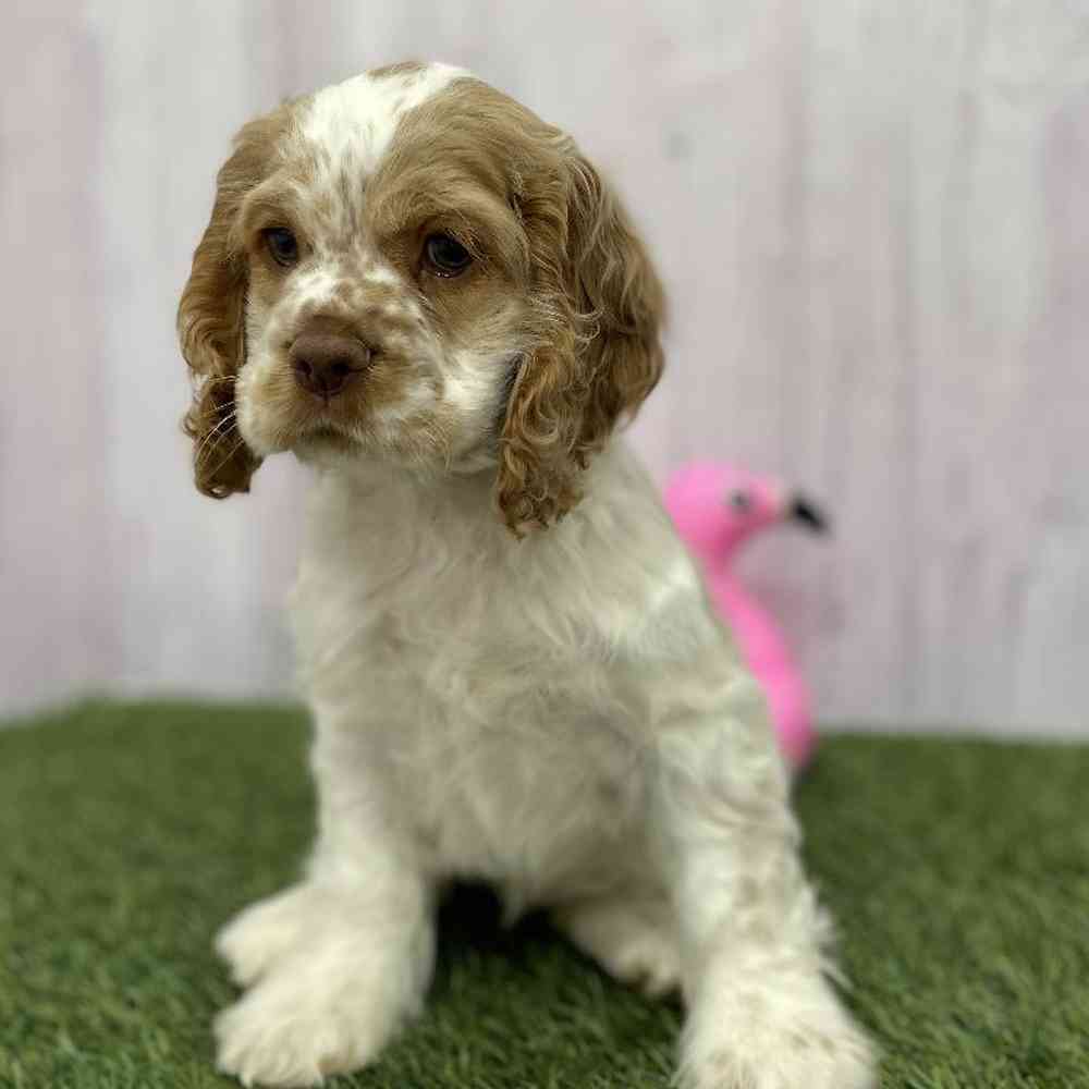 Female Cocker Spaniel Puppy for Sale in Braintree, MA