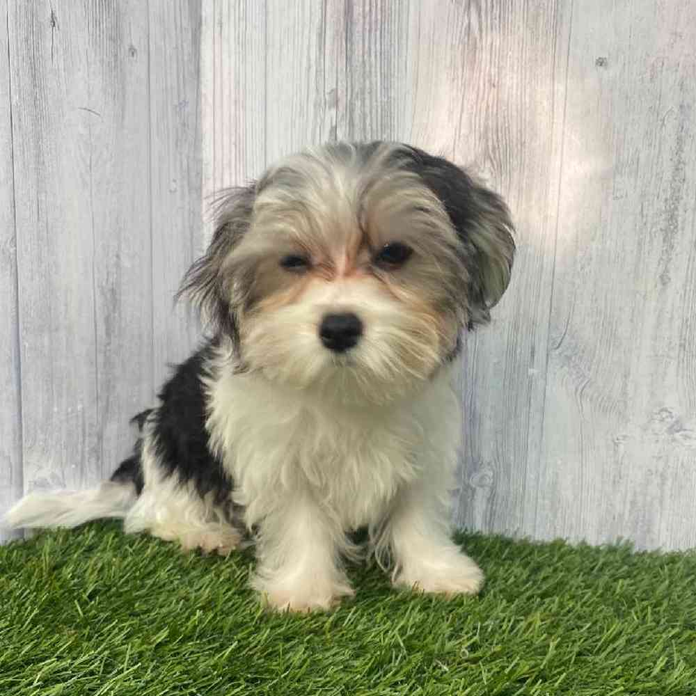 Male Morkie Puppy for Sale in Saugus, MA