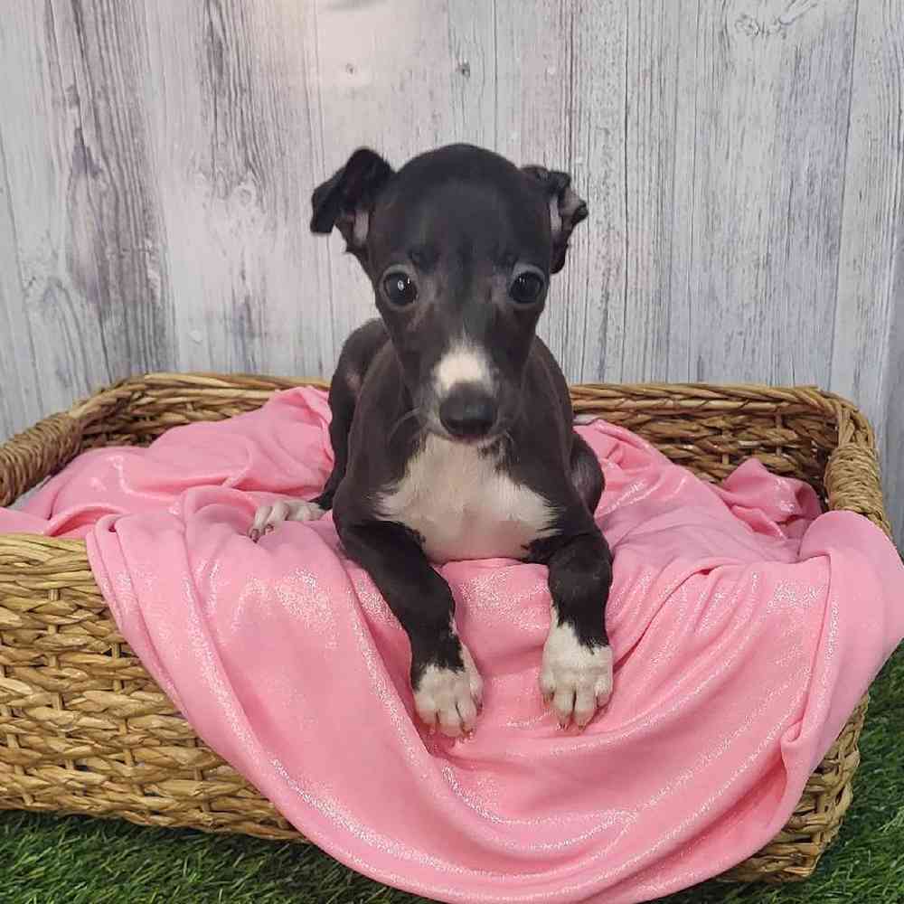 Female Italian Greyhound Puppy for Sale in Saugus, MA